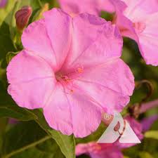 Image result for Mirabilis jalapa