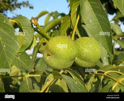 Attēlu rezultāti vaicājumam “Juglans regia fruit”