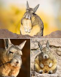 Image result for viscacha