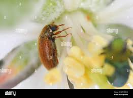 Attēlu rezultāti vaicājumam “Byturus ochraceus”