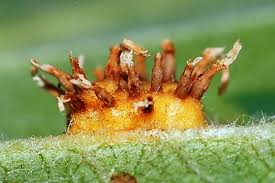 Attēlu rezultāti vaicājumam “Gymnosporangium cornutum”