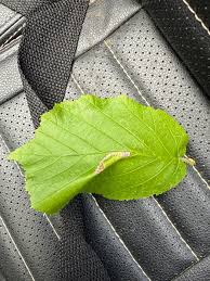 Attēlu rezultāti vaicājumam “Phyllonorycter nicellii”