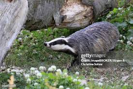 Attēlu rezultāti vaicājumam “Meles meles adult”