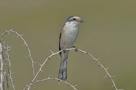 Image result for Lanius nubicus