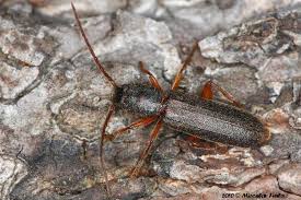 Attēlu rezultāti vaicājumam “Nothorhina punctata”