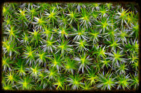 Attēlu rezultāti vaicājumam “Sphagnum fallax”