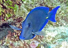 Image result for Acanthurus coeruleus