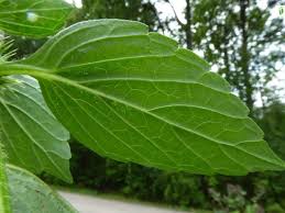 Attēlu rezultāti vaicājumam “Galeopsis bifida leaf”