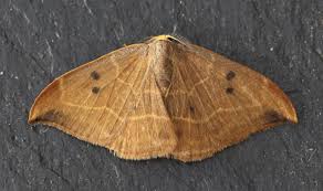 Attēlu rezultāti vaicājumam “Watsonalla binaria”