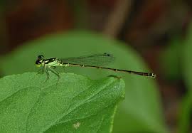 Attēlu rezultāti vaicājumam “Coenagrionidae”