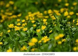 Attēlu rezultāti vaicājumam “Ficaria verna”