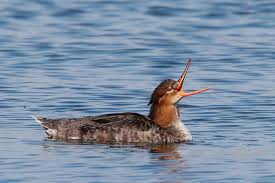 Attēlu rezultāti vaicājumam “Mergus serrator female”