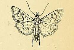 Attēlu rezultāti vaicājumam “Mecyna flavalis”