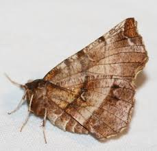 Attēlu rezultāti vaicājumam “Selenia dentaria imago”