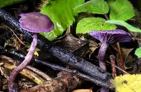 Attēlu rezultāti vaicājumam “Laccaria amethystina”