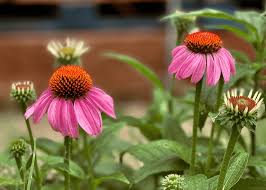 Image result for Echinacea purpurea