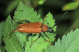 Attēlu rezultāti vaicājumam “Leptura rubra”