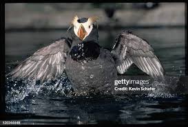 Image result for Fratercula cirrhata