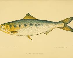 Image result for Alosa mediocris