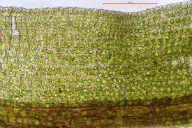 Attēlu rezultāti vaicājumam “Syntrichia virescens”