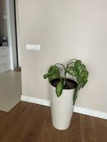 Image result for Конфетти d-23 Кашпо 2109020759412