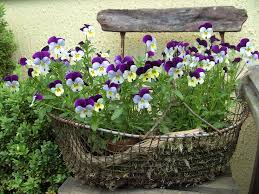 Image result for Hornveilchen