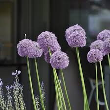 Image result for Zierlauch