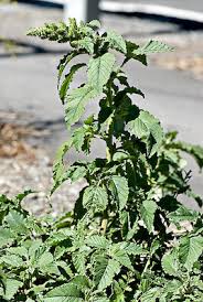 Attēlu rezultāti vaicājumam “Amaranthus retroflexus flower”