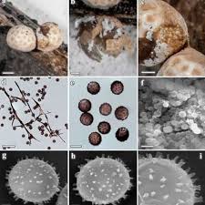Attēlu rezultāti vaicājumam “Diderma floriforme stalked”