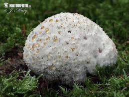 Attēlu rezultāti vaicājumam “Postia ptychogaster”