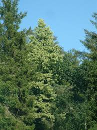 Attēlu rezultāti vaicājumam “Pseudotsuga menziesii”