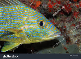 Image result for Haemulon sciurus