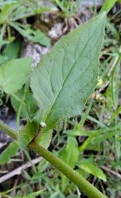 Attēlu rezultāti vaicājumam “Crepis paludosa leaf”