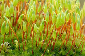 Attēlu rezultāti vaicājumam “Bryum capillare”