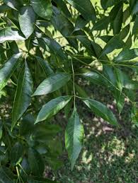 Attēlu rezultāti vaicājumam “Fraxinus pennsylvanica”