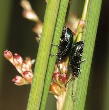 Attēlu rezultāti vaicājumam “Altica sp.”