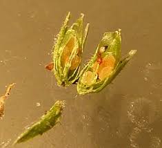 Attēlu rezultāti vaicājumam “Stellaria pallida”