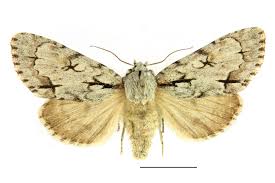 Attēlu rezultāti vaicājumam “Acronicta cuspis”