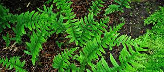 Attēlu rezultāti vaicājumam “Polypodium vulgare”
