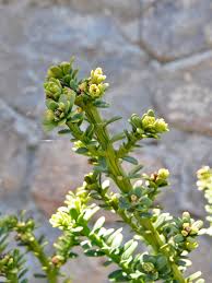 Attēlu rezultāti vaicājumam “Taxus baccata bud”