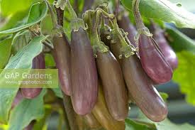 Afbeeldingsresultaat voor slim jim eggplant