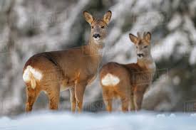 Attēlu rezultāti vaicājumam “Capreolus capreolus”