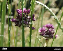 Attēlu rezultāti vaicājumam “Allium scorodoprasum fruit”