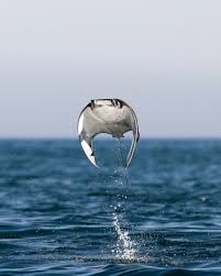 Image result for Mobula munkiana