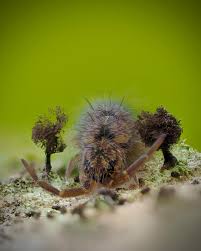 Attēlu rezultāti vaicājumam “Stemonitopsis gracilis spores”
