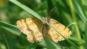 Attēlu rezultāti vaicājumam “Ematurga atomaria male”