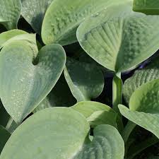 Image result for Hosta sieboldiana 'Elegans'