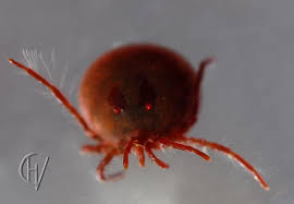 Attēlu rezultāti vaicājumam “Hydrachna”