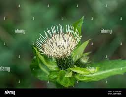 Attēlu rezultāti vaicājumam “Cirsium oleraceum flower”