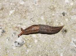 Attēlu rezultāti vaicājumam “Limax maximus”